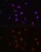 Amyloid-like protein 2 antibody, GTX33014, GeneTex, Immunofluorescence image 