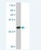 Nuclear Receptor Binding Protein 2 antibody, H00340371-M03, Novus Biologicals, Western Blot image 