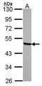 Kynureninase antibody, PA5-22379, Invitrogen Antibodies, Western Blot image 