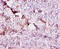 CD59 Molecule (CD59 Blood Group) antibody, A53551-100, Epigentek, Immunohistochemistry paraffin image 