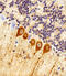 CHM Like Rab Escort Protein antibody, 61-049, ProSci, Immunohistochemistry paraffin image 