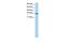 Transcription Elongation Factor A2 antibody, PA5-40716, Invitrogen Antibodies, Western Blot image 