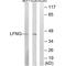 LFNG O-Fucosylpeptide 3-Beta-N-Acetylglucosaminyltransferase antibody, A04513, Boster Biological Technology, Western Blot image 