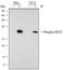 Heat Shock Protein Family B (Small) Member 1 antibody, AF2314, R&D Systems, Western Blot image 