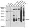 Methionine Sulfoxide Reductase A antibody, GTX55713, GeneTex, Western Blot image 