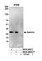 Geminin DNA Replication Inhibitor antibody, NB100-40826, Novus Biologicals, Western Blot image 