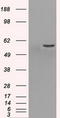 Protein Phosphatase 5 Catalytic Subunit antibody, LS-C114691, Lifespan Biosciences, Western Blot image 