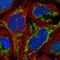 Zinc finger protein KOX4 antibody, HPA059090, Atlas Antibodies, Immunofluorescence image 