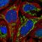 Zinc Finger Protein 7 antibody, HPA059090, Atlas Antibodies, Immunofluorescence image 