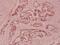 VAMP1 antibody, A05982-1, Boster Biological Technology, Immunohistochemistry frozen image 