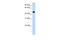 Hydroxyacid Oxidase 1 antibody, 29-759, ProSci, Enzyme Linked Immunosorbent Assay image 