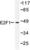 E2F-1 antibody, AP06386PU-N, Origene, Western Blot image 