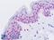 RAD21 Cohesin Complex Component antibody, LS-B9251, Lifespan Biosciences, Immunohistochemistry paraffin image 