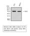 Mitogen-Activated Protein Kinase Kinase Kinase 7 antibody, STJ95901, St John