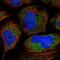 Mitoguardin 2 antibody, NBP1-86701, Novus Biologicals, Immunofluorescence image 