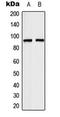 Elongin A antibody, LS-C354095, Lifespan Biosciences, Western Blot image 