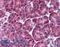 ALOX5 antibody, LS-C141573, Lifespan Biosciences, Immunohistochemistry paraffin image 