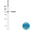 Cadherin 3 antibody, AF761, R&D Systems, Western Blot image 