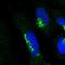 Rho GTPase Activating Protein 20 antibody, NBP1-81411, Novus Biologicals, Immunofluorescence image 