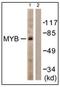 MYB Proto-Oncogene, Transcription Factor antibody, AP31223PU-N, Origene, Western Blot image 