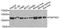 FAST Kinase Domains 1 antibody, A7384, ABclonal Technology, Western Blot image 