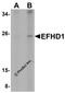 EF-hand domain-containing protein D1 antibody, A11920-1, Boster Biological Technology, Western Blot image 