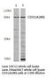 Platelet And Endothelial Cell Adhesion Molecule 1 antibody, LS-C177211, Lifespan Biosciences, Western Blot image 