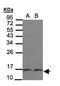 Thioredoxin antibody, PA5-34742, Invitrogen Antibodies, Western Blot image 