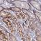 Zinc Finger SWIM-Type Containing 4 antibody, NBP1-94035, Novus Biologicals, Immunohistochemistry frozen image 