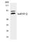 Synaptotagmin Binding Cytoplasmic RNA Interacting Protein antibody, LS-C292064, Lifespan Biosciences, Western Blot image 