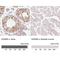 PLU-1 antibody, NBP1-84352, Novus Biologicals, Immunohistochemistry paraffin image 