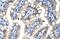Zinc Finger Protein 785 antibody, PA5-41223, Invitrogen Antibodies, Immunohistochemistry frozen image 