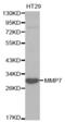 Matrix Metallopeptidase 7 antibody, abx000830, Abbexa, Western Blot image 