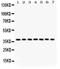 Nucleophosmin 1 antibody, LS-C357533, Lifespan Biosciences, Western Blot image 