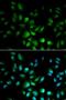 Upstream Transcription Factor 1 antibody, LS-C331671, Lifespan Biosciences, Immunofluorescence image 