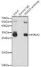 Proteasome Subunit Alpha 3 antibody, 14-431, ProSci, Immunoprecipitation image 