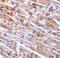 C1q And TNF Related 3 antibody, 3565, ProSci, Immunohistochemistry paraffin image 