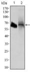Alkaline Phosphatase, Intestinal antibody, GTX60746, GeneTex, Western Blot image 