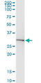 Brain Derived Neurotrophic Factor antibody, LS-C196746, Lifespan Biosciences, Immunoprecipitation image 