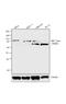 Aryl Hydrocarbon Receptor Nuclear Translocator antibody, MA1-515, Invitrogen Antibodies, Western Blot image 