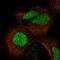 Adenosine Deaminase TRNA Specific 3 antibody, HPA058899, Atlas Antibodies, Immunofluorescence image 
