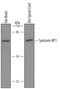 Syntaxin Binding Protein 1 antibody, AF5675, R&D Systems, Western Blot image 