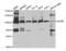 Minichromosome Maintenance Complex Component 5 antibody, abx004255, Abbexa, Western Blot image 