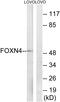 Forkhead Box N4 antibody, GTX87947, GeneTex, Western Blot image 