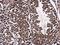 Prostaglandin E Synthase 3 antibody, NBP2-19998, Novus Biologicals, Immunohistochemistry paraffin image 