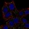 Activator Of Basal Transcription 1 antibody, HPA077039, Atlas Antibodies, Immunocytochemistry image 