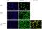 Chromobox 5 antibody, 730046, Invitrogen Antibodies, Immunofluorescence image 
