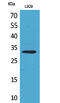 Kruppel Like Factor 13 antibody, A07076-1, Boster Biological Technology, Western Blot image 