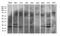 Nucleic Acid Binding Protein 1 antibody, LS-C792649, Lifespan Biosciences, Western Blot image 