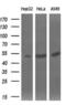 SIL1 Nucleotide Exchange Factor antibody, MA5-25059, Invitrogen Antibodies, Western Blot image 
